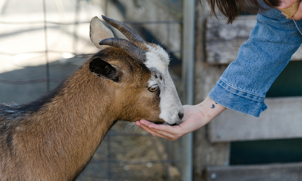 The Importance of Humane Animal Treatment in Halal Meat Processing