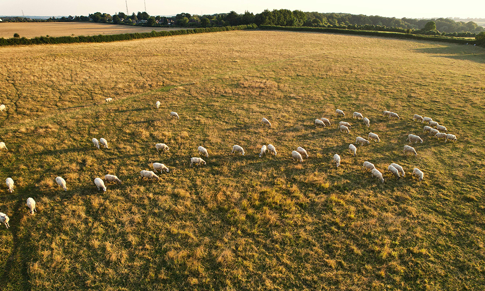Why Traceability and Transparency Matter in Halal Meat: Building Trust from Farm to Table