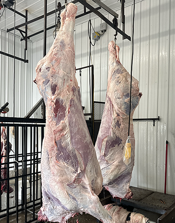 hanging meat